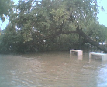 ARbol caido frente al Colegio Marcos Sastre