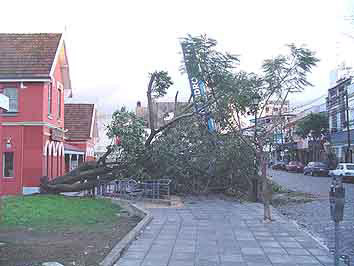 La Tormenta derribó numerosos árboles en San Isidro La Tormenta derribó numerosos árboles en San Isidro