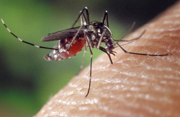 Ante la invasión de mosquitos, piden extremar la precauciones Ante la invasión de mosquitos, piden extremar la precauciones
