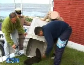 Rescatan a un lobito de mar en el Puerto de Olivos 