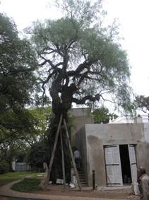 El aguaribay plantado por Sarmiento en la quinta Pueyrredon El aguaribay plantado por Sarmiento en la quinta Pueyrredon