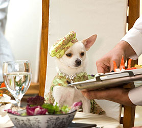 Una chihuahua de Beverly Hill Una chihuahua de Beverly Hill