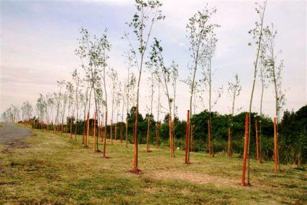 Plantarán árboles nativos an Acassuso Plantarán árboles nativos an Acassuso