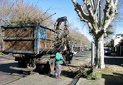39 árboles derribados es el saldo del temporal en San Isidro