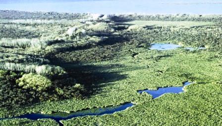 Favorable avance sobre la “Ley de Bosques” en el Delta de San Fernando Favorable avance sobre la “Ley de Bosques” en el Delta de San Fernando