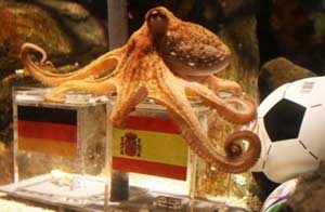 El pulpo Paul al final acertó todos los pronósticos El pulpo Paul al final acertó todos los pronósticos