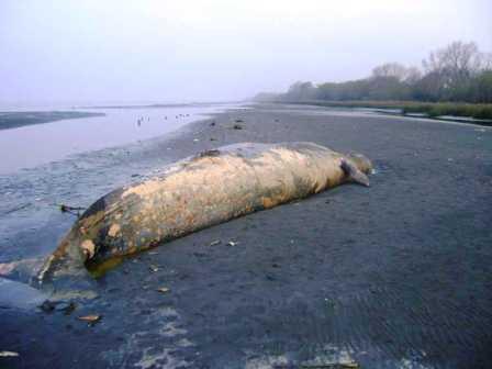 Las poblaciones de animales marinos se han reducido a la mitad en 40 años Las poblaciones de animales marinos se han reducido a la mitad en 40 años