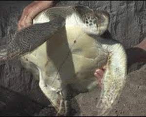 40 centimetrs mide la tortuga marina rescatada en el Río de la Plata