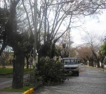 El temporal derribó 25 árboles en San Isidro El temporal derribó 25 árboles en San Isidro