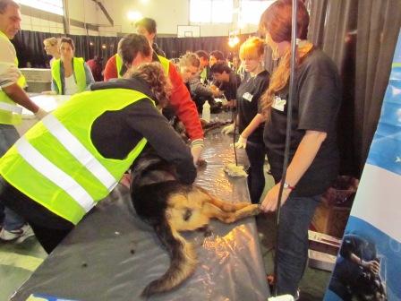 Massa junto a Liz Solari y famosos, por la salud de las mascotas