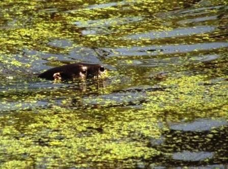 Un lobito de río visitó San Isidro Un lobito de río visitó San Isidro
