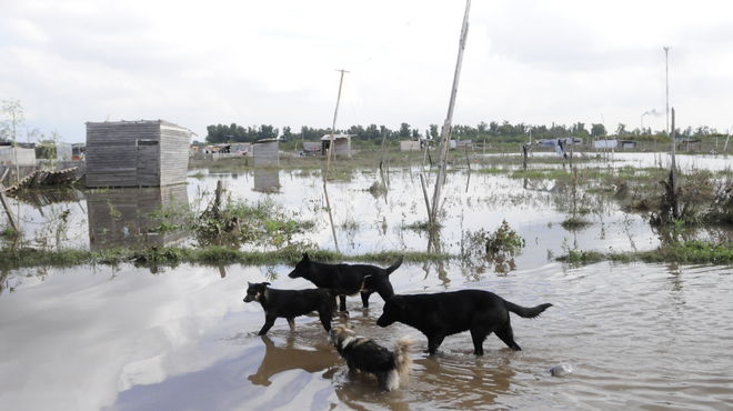 Hay unos 25 mil perros afectados por inundaciones, muchos de ellos perdidos. Hay unos 25 mil perros afectados por inundaciones, muchos de ellos perdidos.