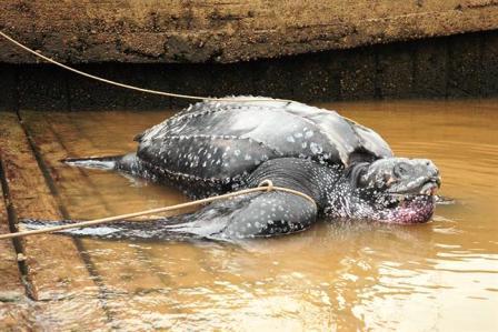 Encuentran una tortuga de 220 kilos en las costas de San Fernando Encuentran una tortuga de 220 kilos en las costas de San Fernando