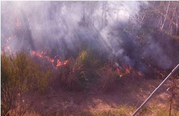 Un nuevo incendio afecto al Bosque Alegre, en el bajo de San Isidro Un nuevo incendio afecto al Bosque Alegre, en el bajo de San Isidro
