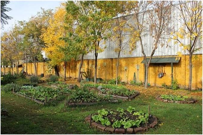 Feria en San Isidro para recuperar plantas en peligro de extinción  