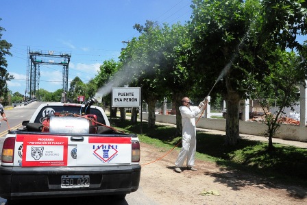 Fumigación contra las gatas peludas en Tigre para disminuir la densidad de mariposas negras Fumigación contra las gatas peludas en Tigre para disminuir la densidad de mariposas negras