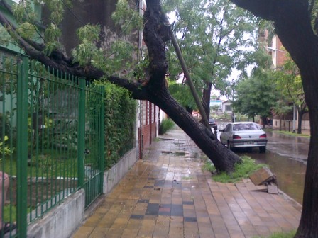 Árbol caído sobre una vivienda en Sarmiento entre Cazón y Enciso en el centro de Tigre Árbol caído sobre una vivienda en Sarmiento entre Cazón y Enciso en el centro de Tigre
