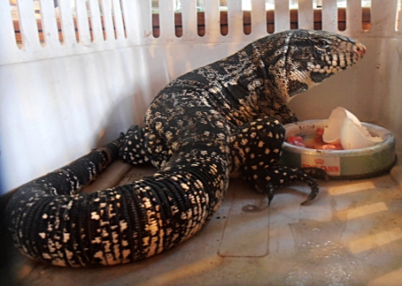 Encuentran un lagarto Overo en una casa de El Talar Encuentran un lagarto Overo en una casa de El Talar
