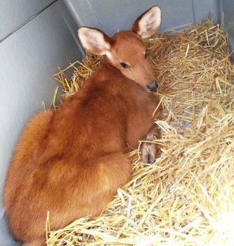 Tras la sudestada, rescataron a un ciervo de los pantanos en el Delta Tras la sudestada, rescataron a un ciervo de los pantanos en el Delta