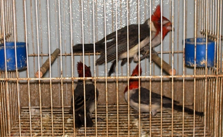 Rescatan 20 aves y un lagarto en las primeras intervenciones por control de fauna silvestre de San Fernando