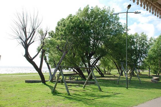 En 2014, se plantaron más de 3.500 árboles en San Isidro En 2014, se plantaron más de 3.500 árboles en San Isidro