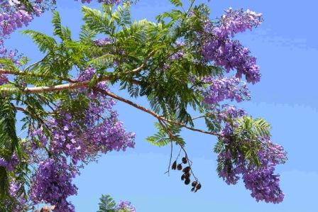 Tigre alerta sobre una plaga que afecta a los Jacarandá Tigre alerta sobre una plaga que afecta a los Jacarandá