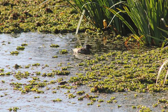 La Reserva Ecológica de San Isidro tendrá un nuevo consultorio de fauna La Reserva Ecológica de San Isidro tendrá un nuevo consultorio de fauna
