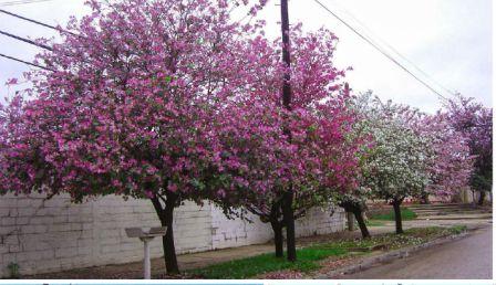 Los vecinos de San Fernando pueden solicitar la plantación de árboles en la puerta de su casa Los vecinos de San Fernando pueden solicitar la plantación de árboles en la puerta de su casa