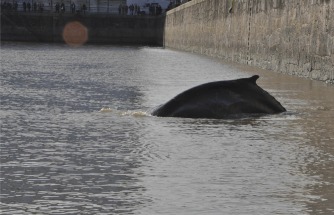 Apareció una ballena en Puerto Madero