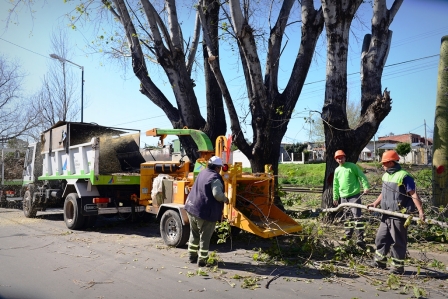 Temporada de Poda: el Municipio ya intervino el 90% de San Fernando Temporada de Poda: el Municipio ya intervino el 90% de San Fernando