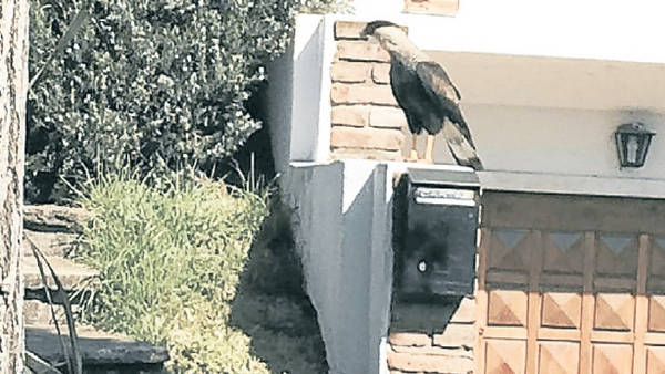 Vecinos de Vicente López preocupados por la aparición de Caranchos Vecinos de Vicente López preocupados por la aparición de Caranchos