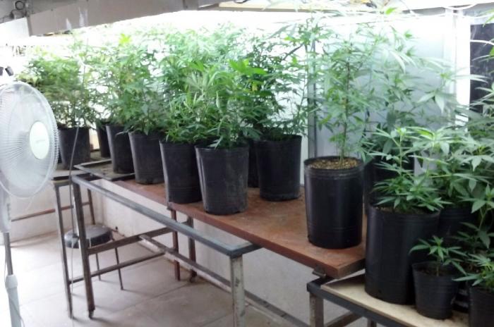 Desbaratan una banda de narcos que tenía un invernadero con más de 60 plantas de marihuana