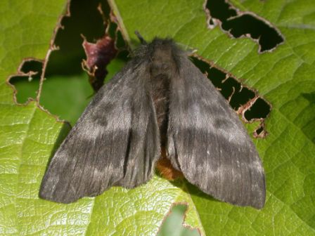 Recomendaciones ante la aparición de mariposas negras Recomendaciones ante la aparición de mariposas negras