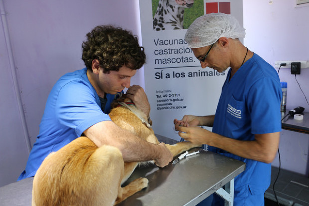 Castración y vacunación gratuita de mascotas en San Isidro