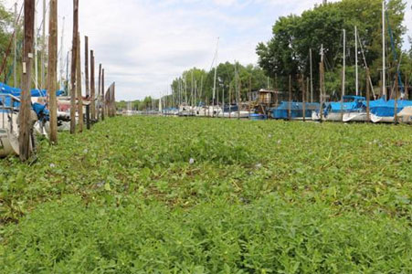 Miles de usuarios con problemas con el agua en la Zona Norte de la ciudad y el conurbano por los camalotes Miles de usuarios con problemas con el agua en la Zona Norte de la ciudad y el conurbano por los camalotes