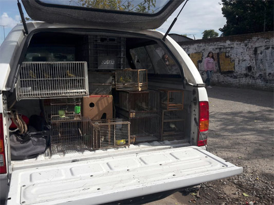 Rescatan a 120 animales que eran comercializados ilegalmente en Pompeya Rescatan a 120 animales que eran comercializados ilegalmente en Pompeya