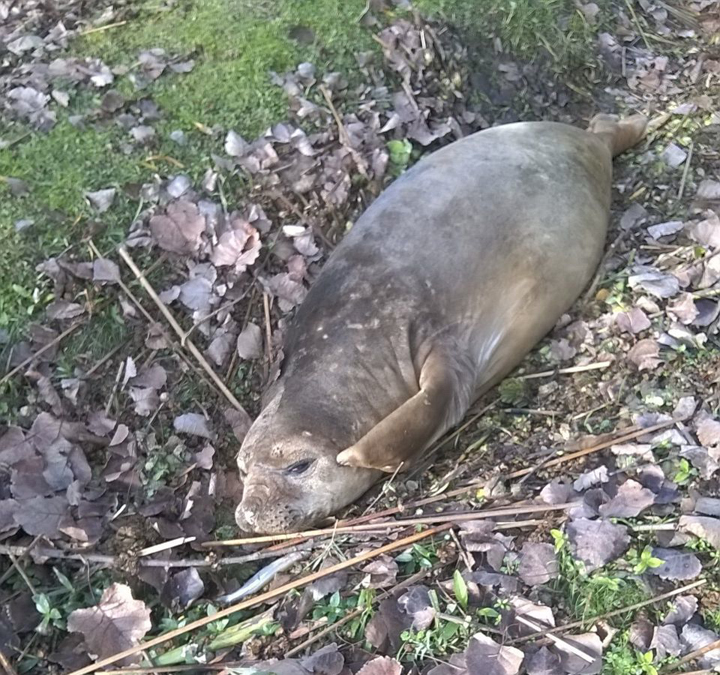 El elefante marino hallado ayer en el Delta será liberado mañana en San Clemente El elefante marino hallado ayer en el Delta será liberado mañana en San Clemente