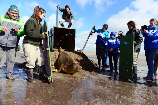San Fernando, Temaikén y Mundo Marino liberaron al elefante marino varado en el Delta San Fernando, Temaikén y Mundo Marino liberaron al elefante marino varado en el Delta