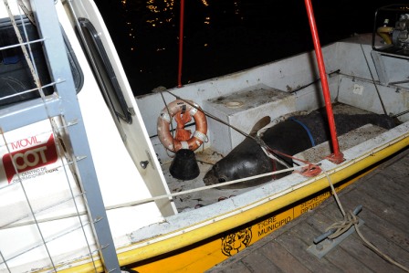 Cómo fue el rescate del elefante marino perdido en el Delta
