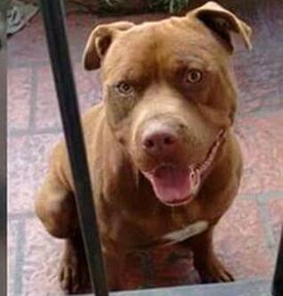 Está en buen estado el perro arrastrado por un móvil del COT