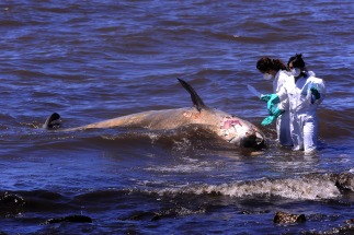 Apareció una ballena en la costa de Vicente López