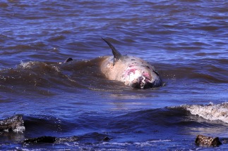 Apareció una ballena en la costa de Vicente López