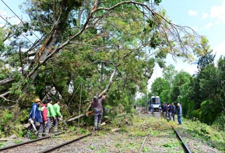 San Fernando removió un árbol caído sobre las vías del Tren de la Costa
