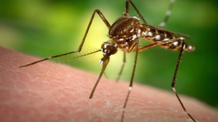 Campaña de prevención del Dengue, Zika y Chicungunya en Vicente López