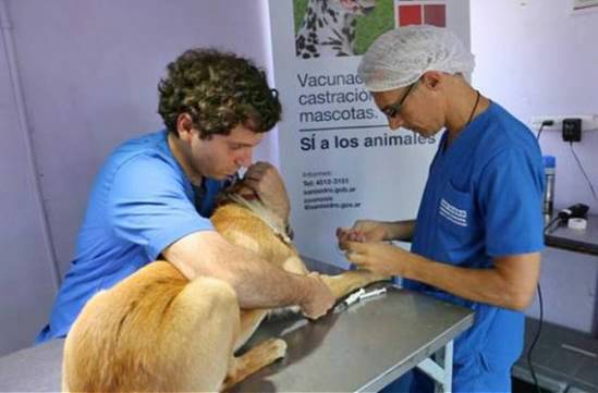 San Isidro llegó a las 10 mil castraciones en 2016. San Isidro llegó a las 10 mil castraciones en 2016.