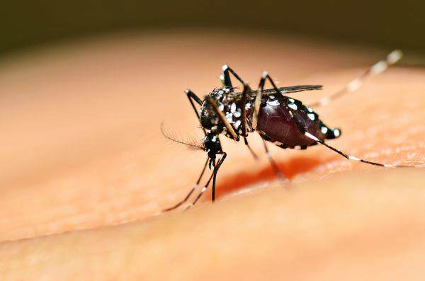 Consejos para combatir a la plaga de mosquitos