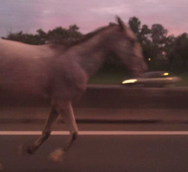 Un caballo suelto que galopaba esta mañana por el carril rápido de la Autopista Panamericana fue atropellado por un auto a la altura de la localidad bonaerense de La Horqueta.
Un caballo suelto que galopaba esta mañana por el carril rápido de la Autopista Panamericana fue atropellado por un auto a la altura de la localidad bonaerense de La Horqueta.