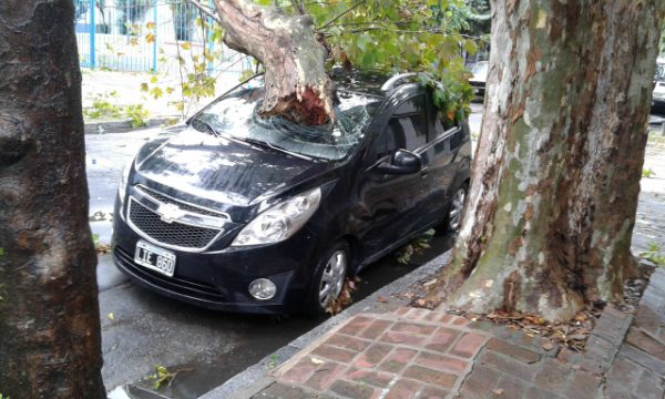 Más 280 árboles caídos e innumerables destrozos por el temporal en Vicente López