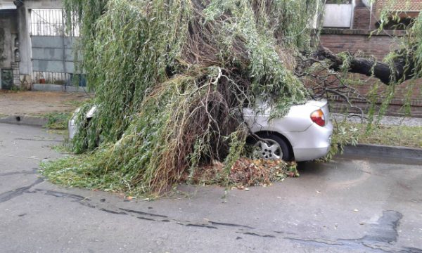 Más 280 árboles caídos e innumerables destrozos por el temporal en Vicente López