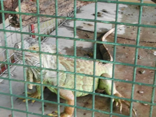 Golpe al tráfico de animales: secuestran unas 100 especies protegidas en Vicente López